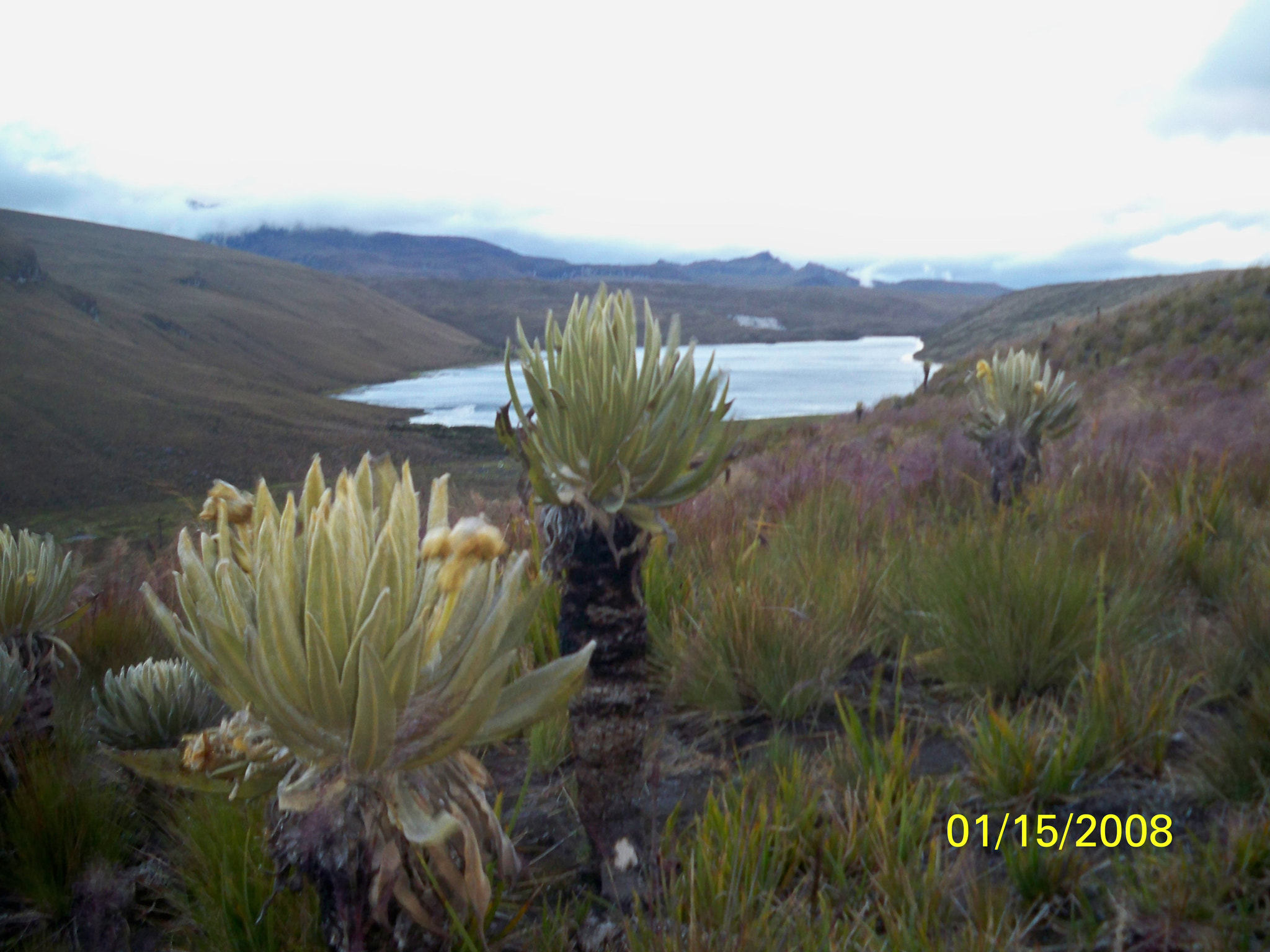 Kodak EASYSHARE M1093 IS DIGITAL CAMERA sample photo. Frailejones photography