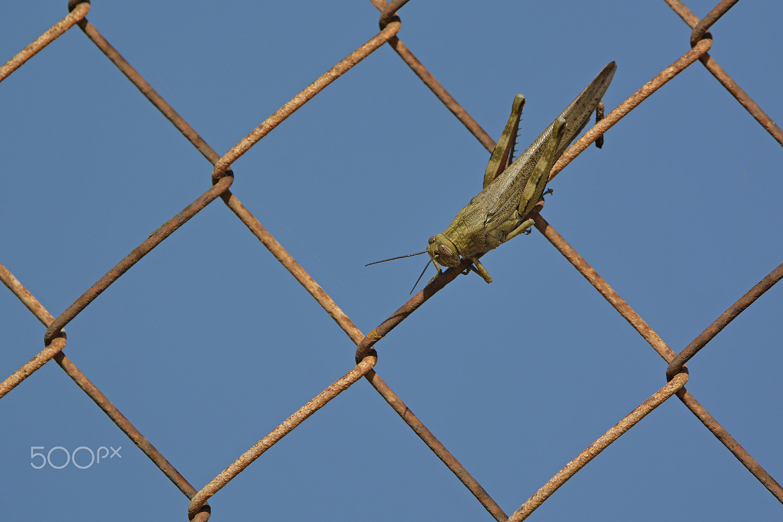 Nikon D7100 + Nikon AF-S Nikkor 500mm F4G ED VR sample photo. Wired grasshopper photography