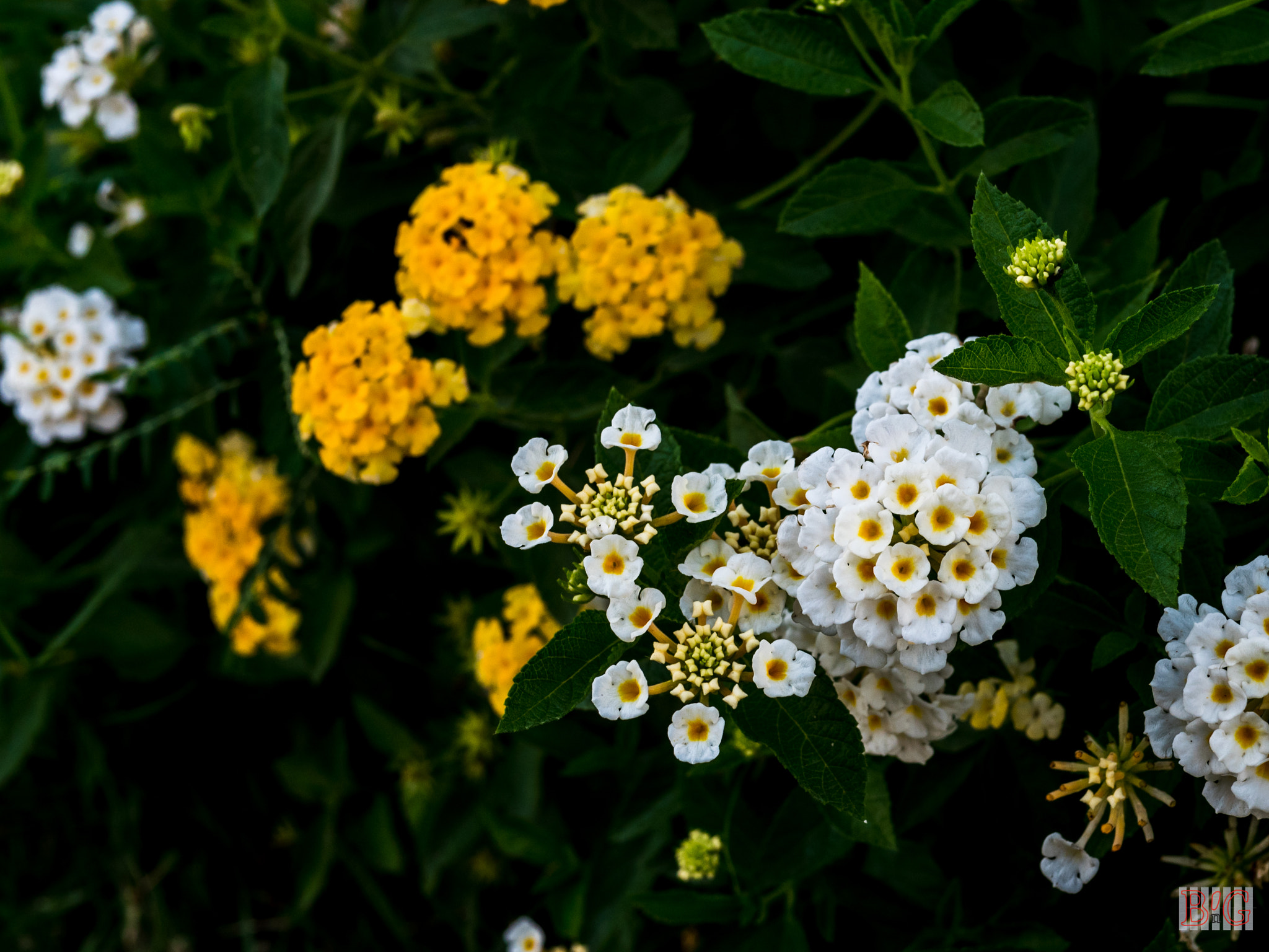 Panasonic Lumix DMC-GX8 + Panasonic Leica DG Summilux 25mm F1.4 II ASPH sample photo. Lantana flower photography