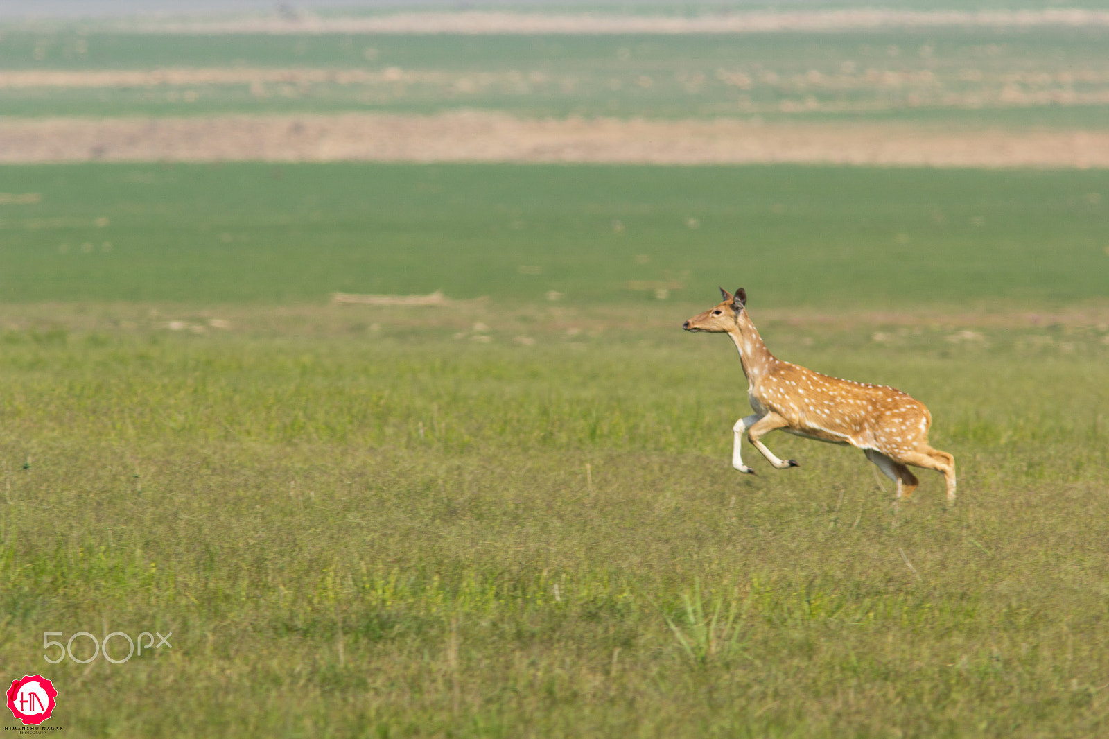 Canon EF 300mm F4L IS USM sample photo. Someone's watching photography