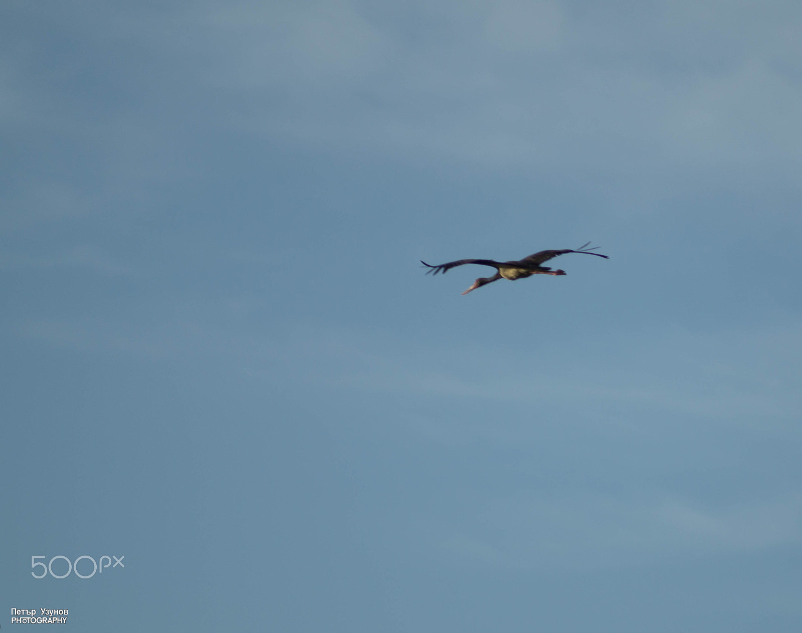 Minolta AF 80-200mm F4.5-5.6 sample photo. Black stork photography