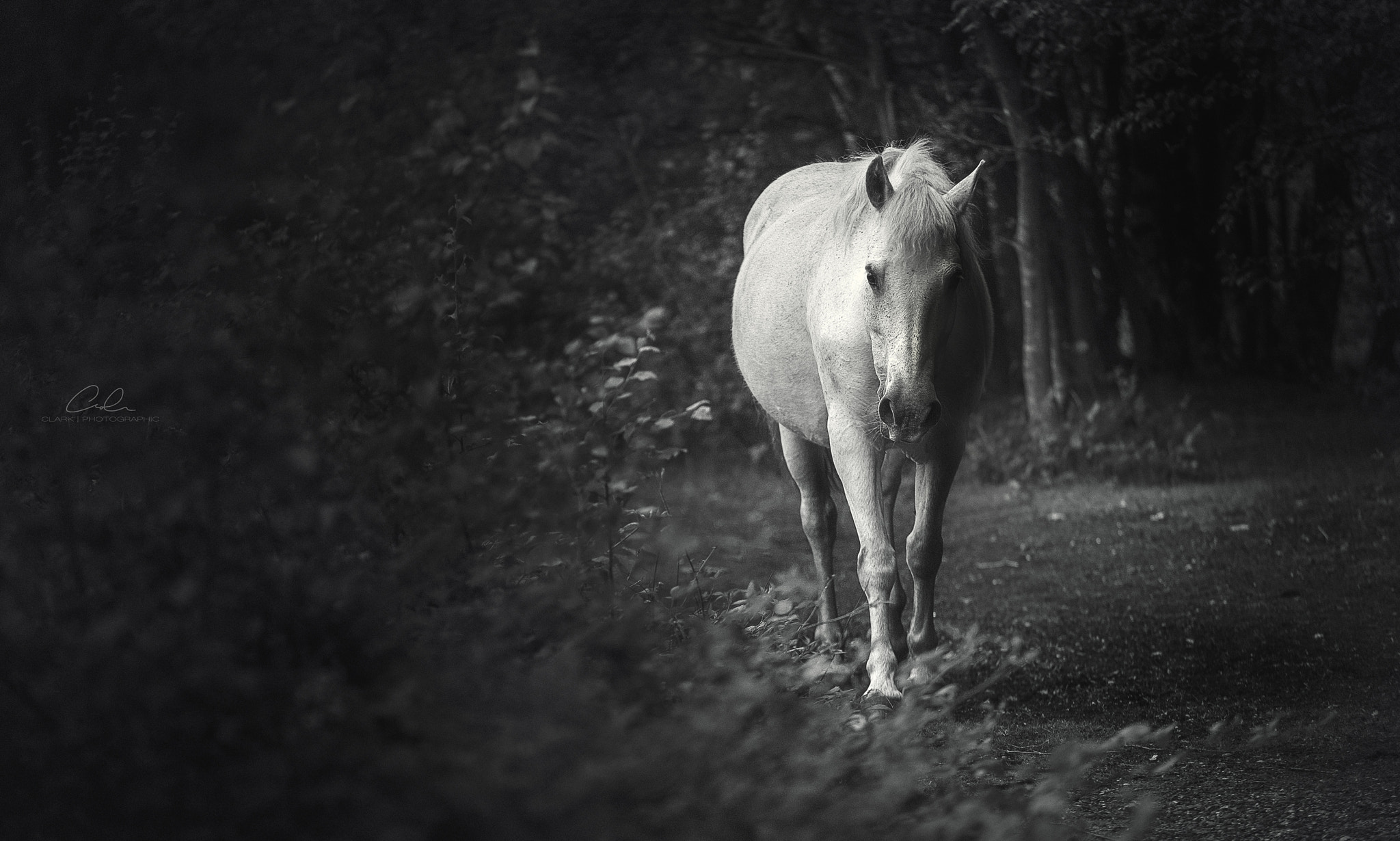 Canon EF 70-200mm F4L IS USM sample photo. Wild horses roam photography