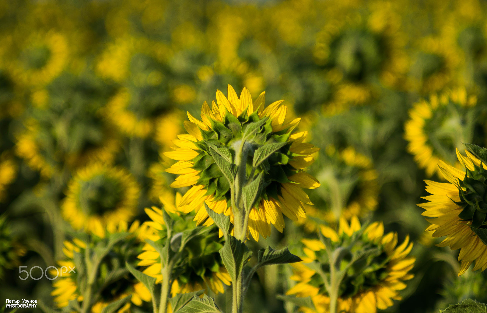 Minolta AF 80-200mm F4.5-5.6 sample photo. Sunflowers photography