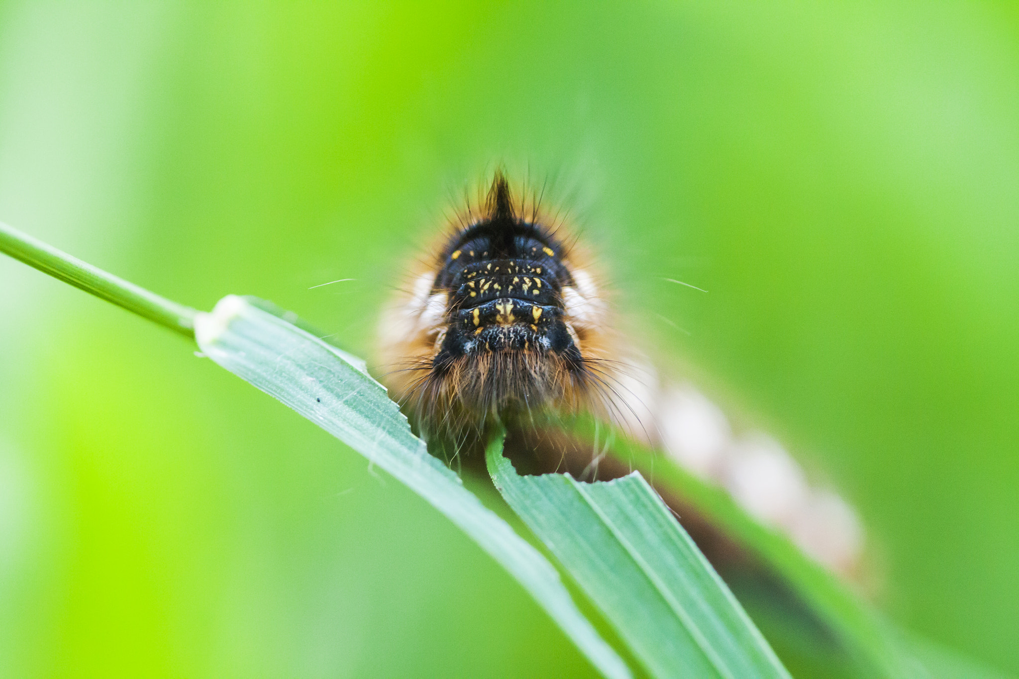 Canon EF 100mm F2.8 Macro USM sample photo. Caterpillar photography