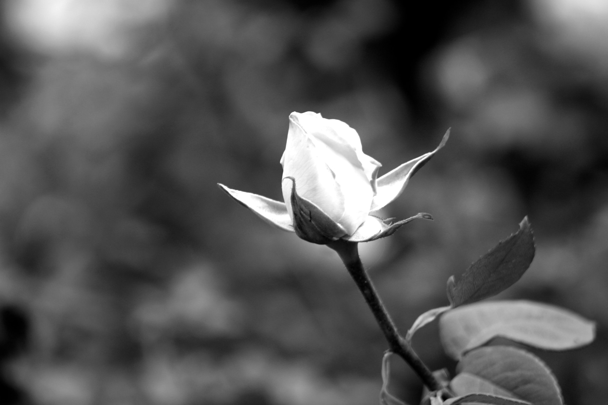 Canon EF 75-300mm f/4-5.6 USM sample photo. Flower photography
