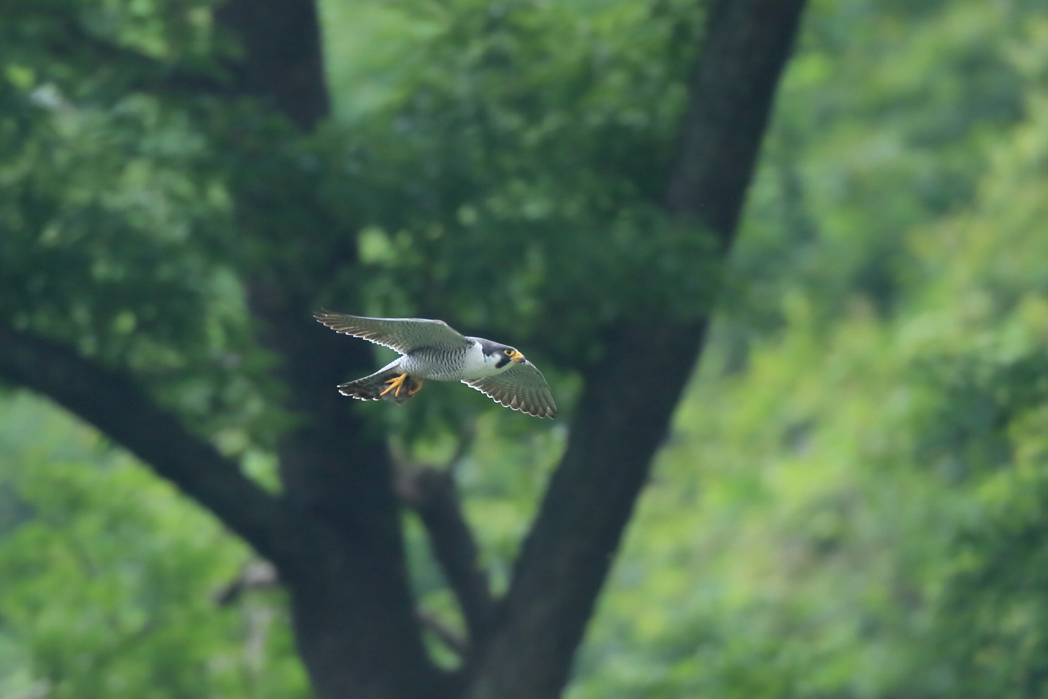 Canon EF 800mm F5.6L IS USM sample photo. ハヤブサ  飛翔− photography