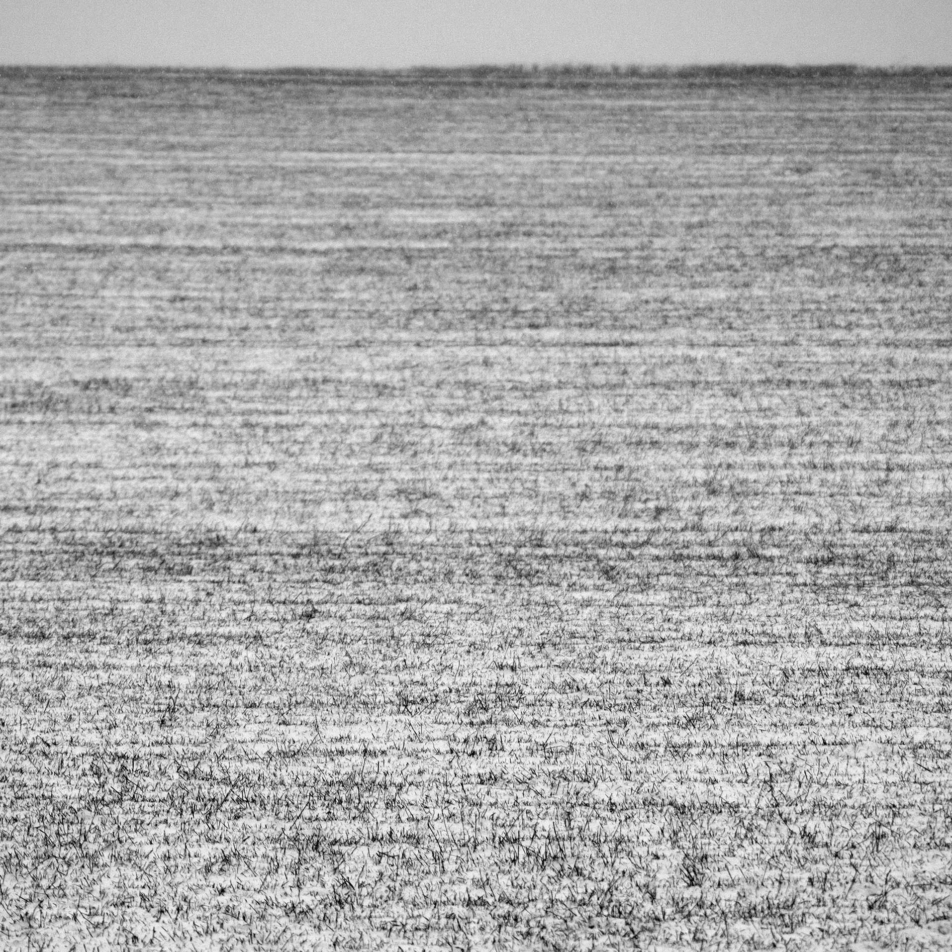 Sony SLT-A35 sample photo. Untitled 20 (be the green grass above me) photography
