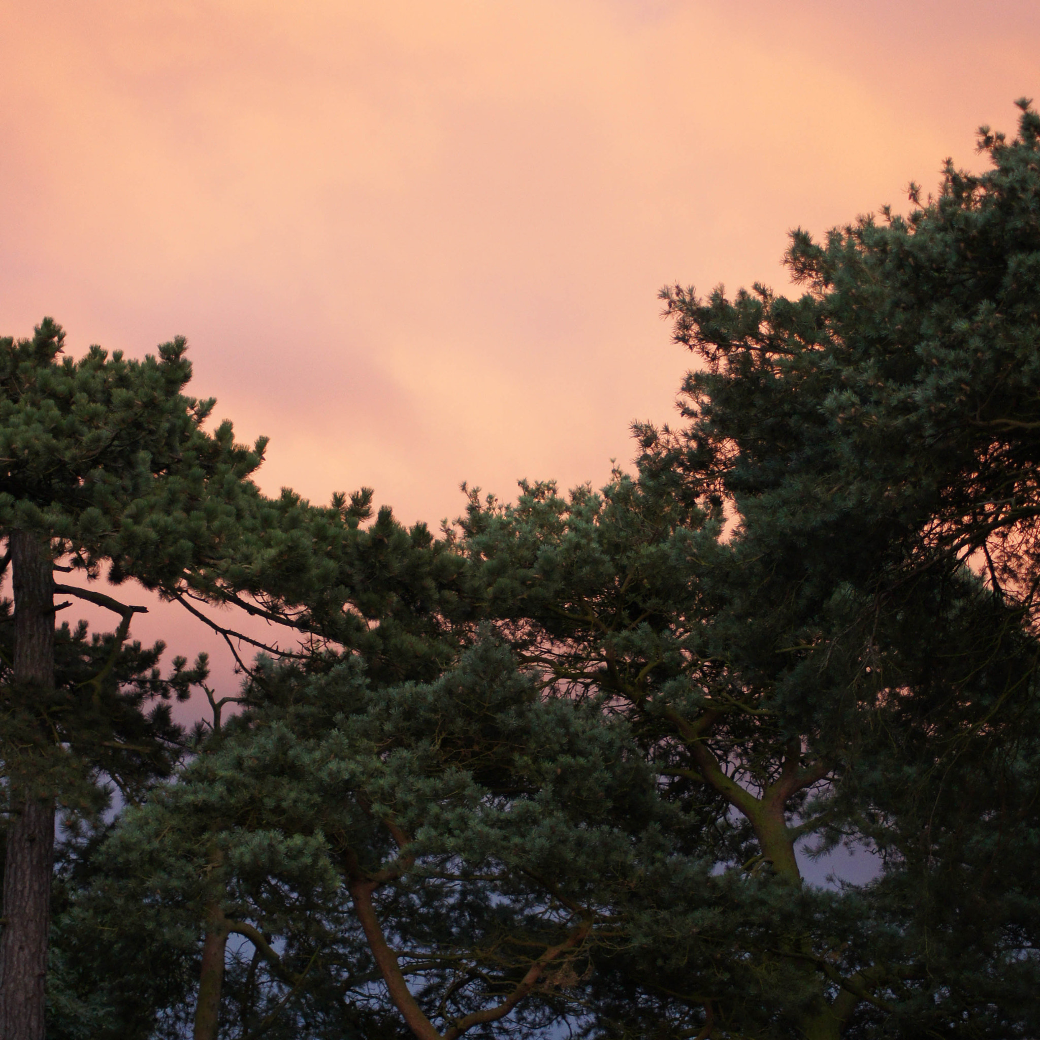 Sony SLT-A35 + Sony DT 55-200mm F4-5.6 SAM sample photo. Untitled (trees evening) photography