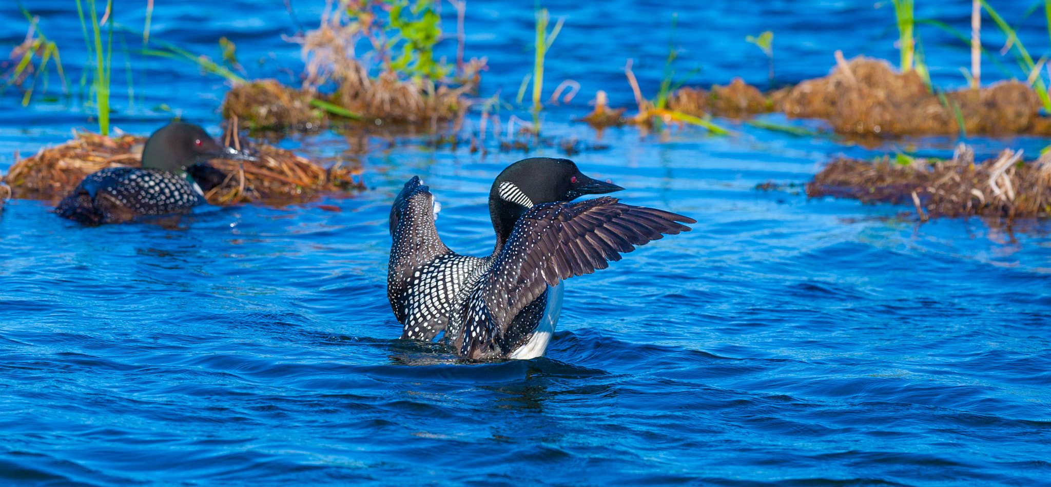 Canon EF 300mm F2.8L IS II USM sample photo. Flapping the wings photography