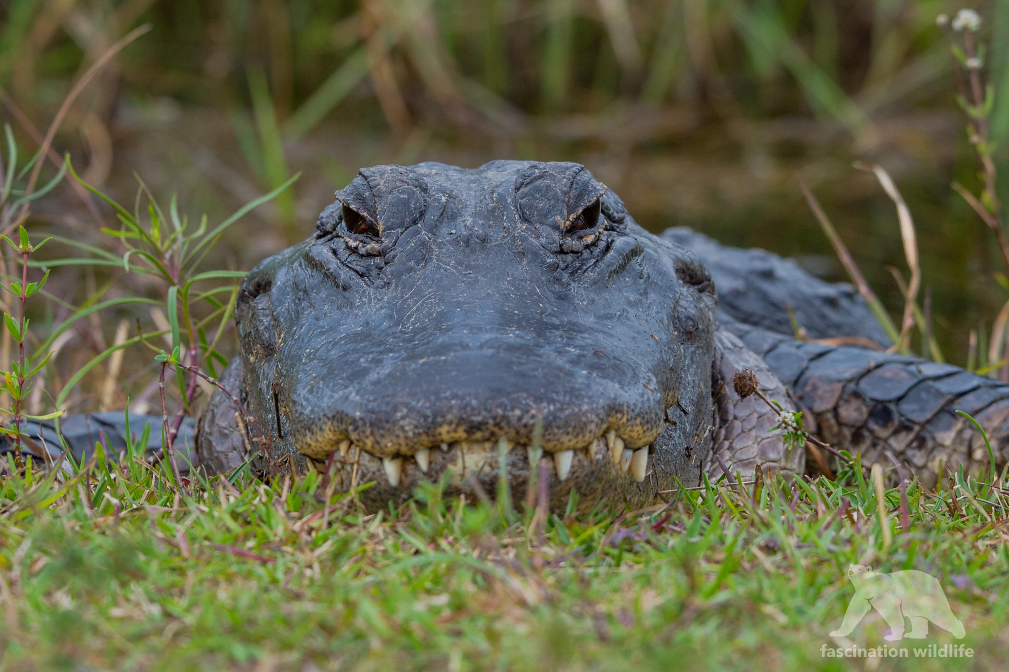 Sigma 150-600mm F5-6.3 DG OS HSM | S sample photo. Alligator portrait photography