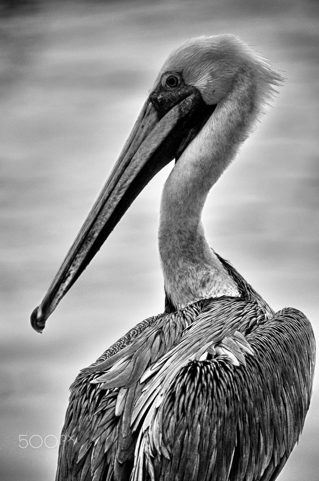 Nikon D300S sample photo. Pelican photography