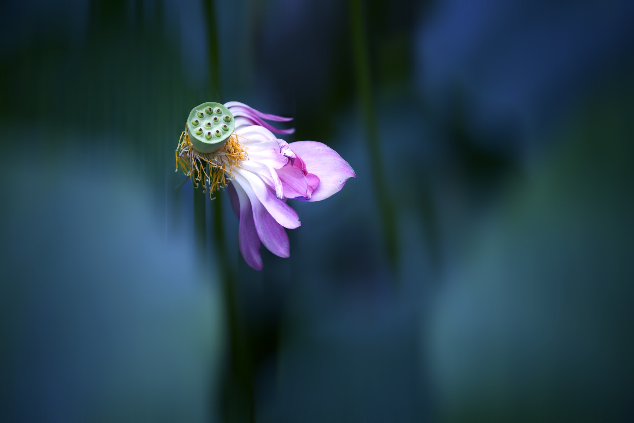 Canon EF 180mm F3.5L Macro USM sample photo. 女人花 photography