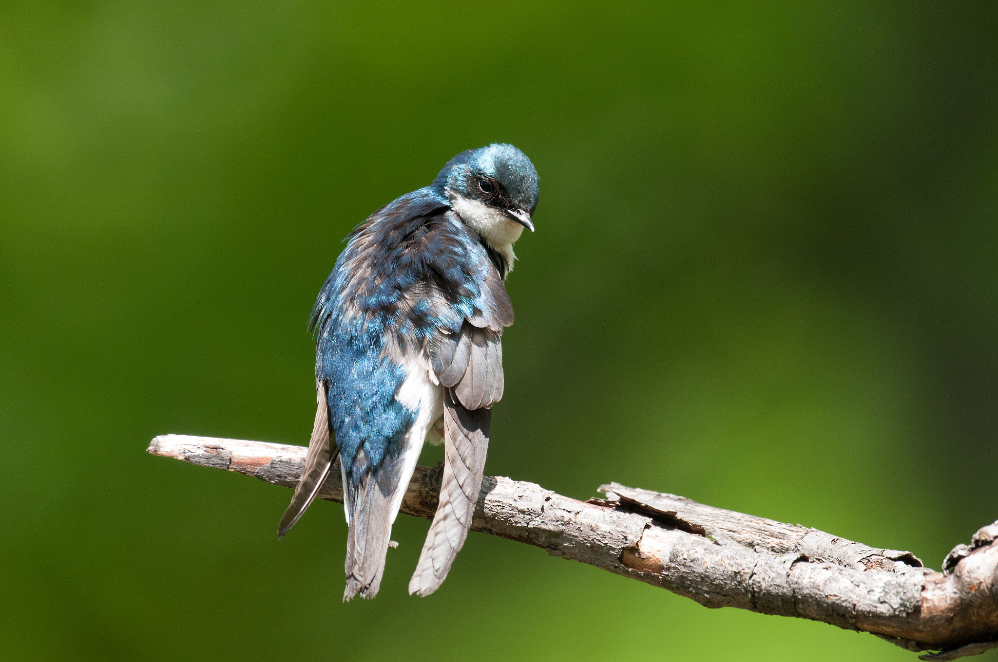 Nikon AF-S Nikkor 800mm F5.6E FL ED VR sample photo. Hirondelle bicolore, tachycineta bicolor tachycineta, tree swall photography