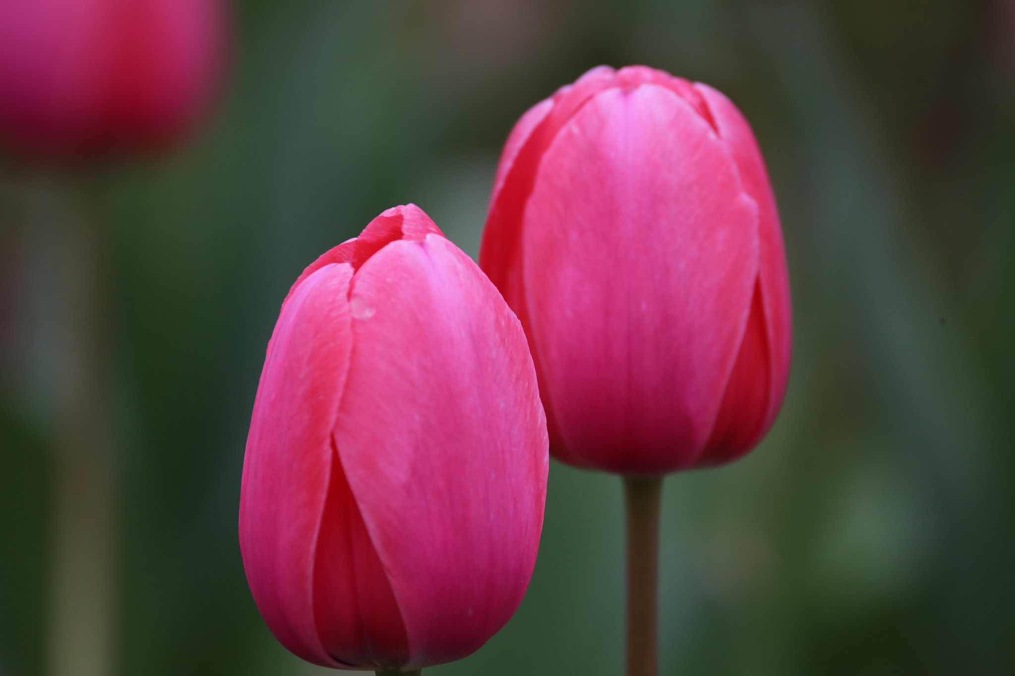 Sigma 150-600mm F5-6.3 DG OS HSM | C sample photo