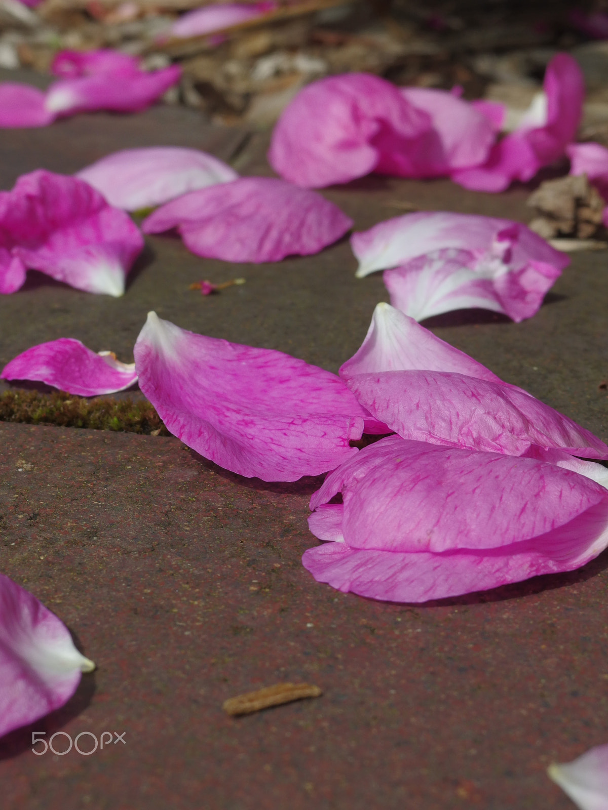 PENTAX RICOH IMAGING PENTAX MX-1 sample photo. Fallen petals photography