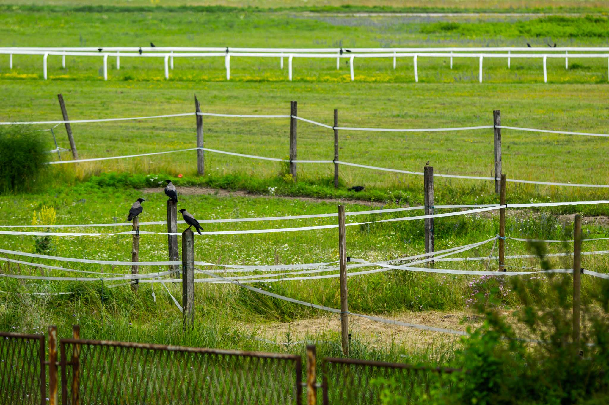 Tamron SP AF 180mm F3.5 Di LD (IF) Macro sample photo. Small talk on a fence photography