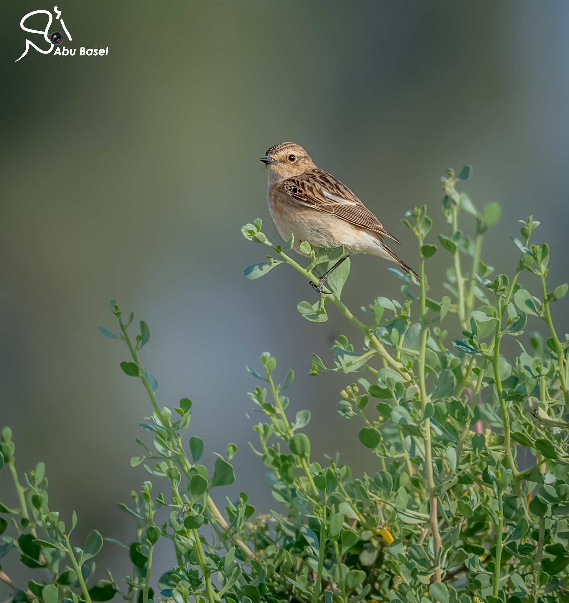 Sigma 150-600mm F5-6.3 DG OS HSM | S sample photo