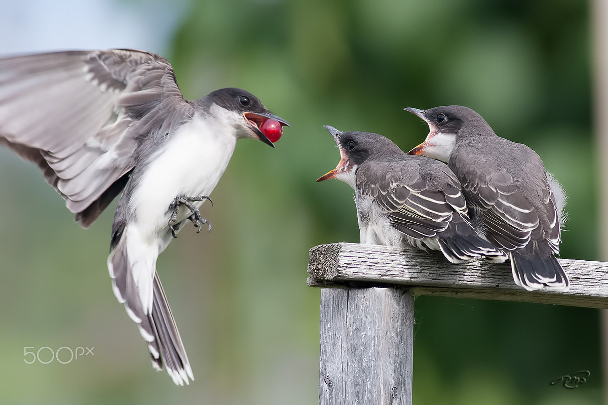 Canon EOS 40D + Canon EF 400mm F5.6L USM sample photo. Eastern kingbirds photography