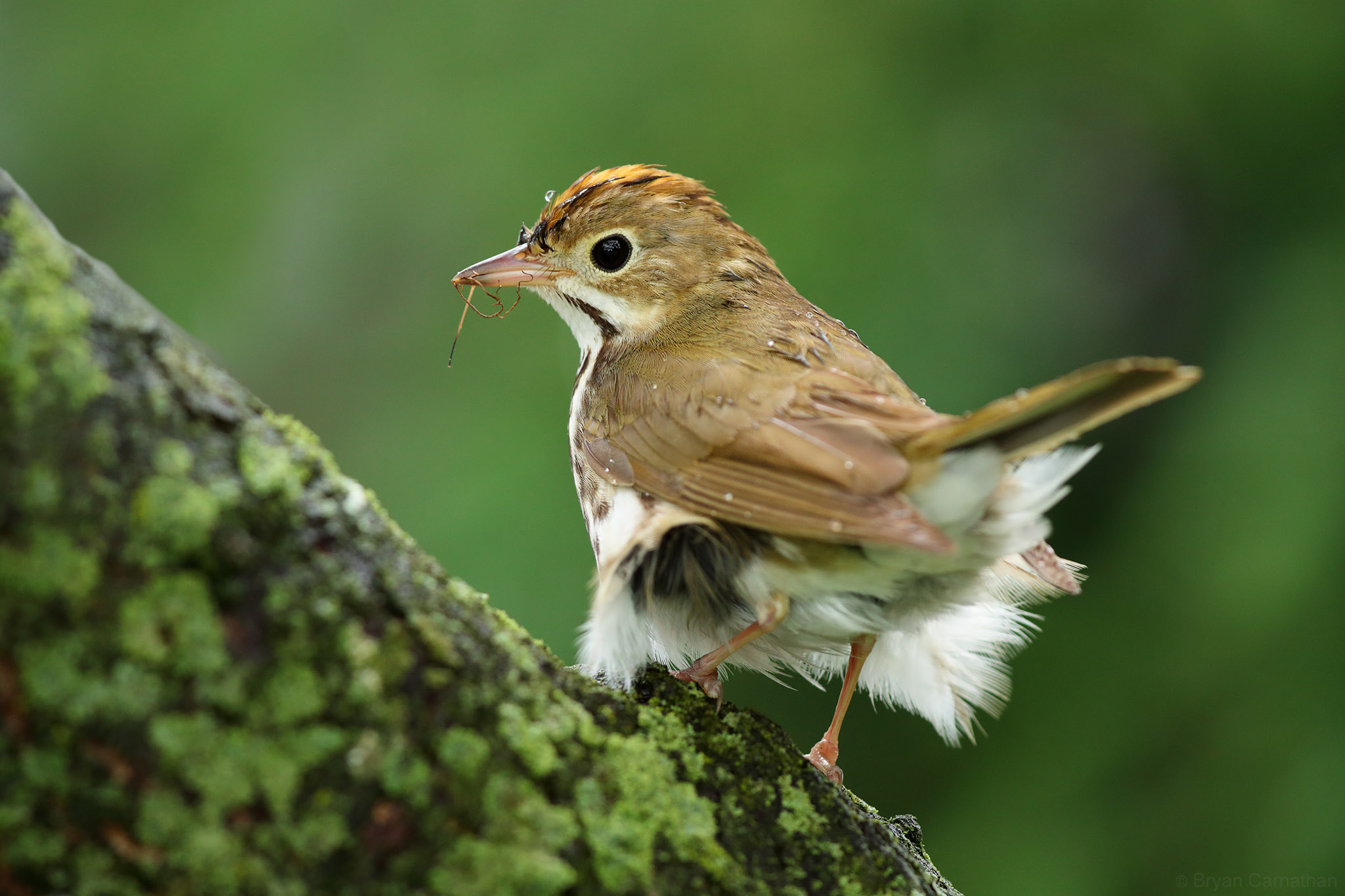 Canon EOS-1D X Mark II + Canon EF 200-400mm F4L IS USM Extender 1.4x sample photo. Ovenbird with ruffled feathers photography