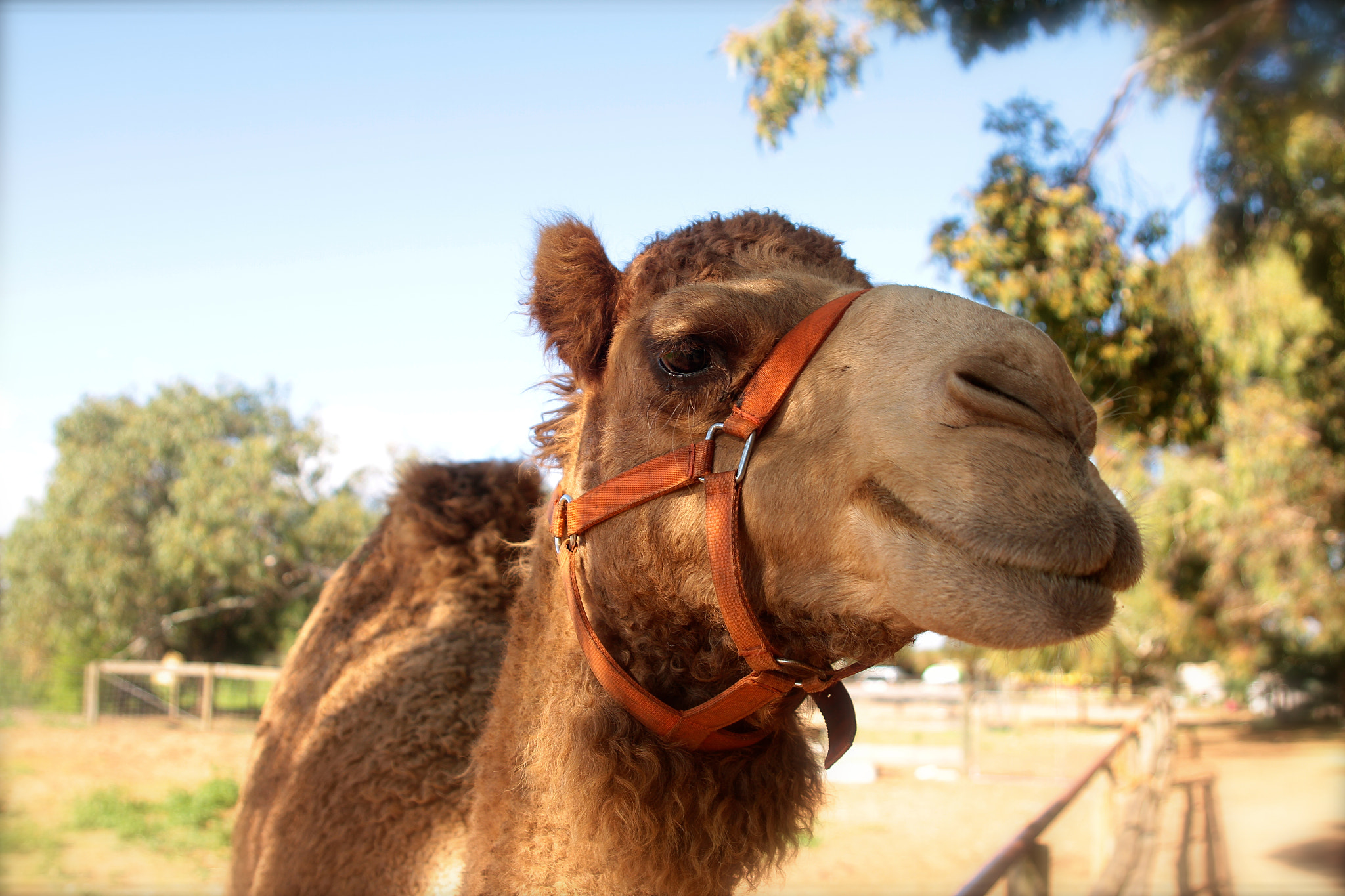 Canon EOS 7D + Sigma 24-70mm f/2.8 IF EX DG HSM sample photo. Pretty face, greenough, western australia photography