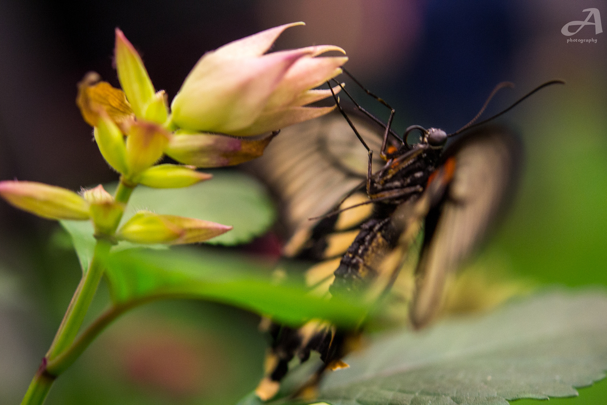 Nikon AF-S Micro-Nikkor 60mm F2.8G ED sample photo. Slow change. photography