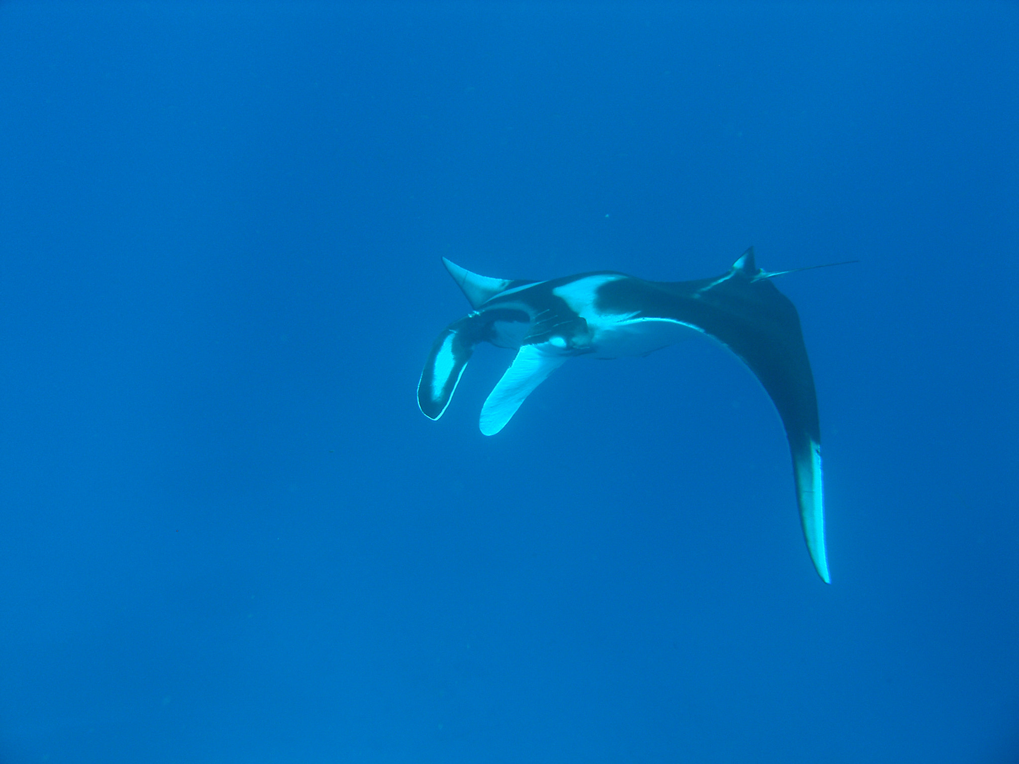 Olympus C7070WZ sample photo. The gentle giant of the sea photography