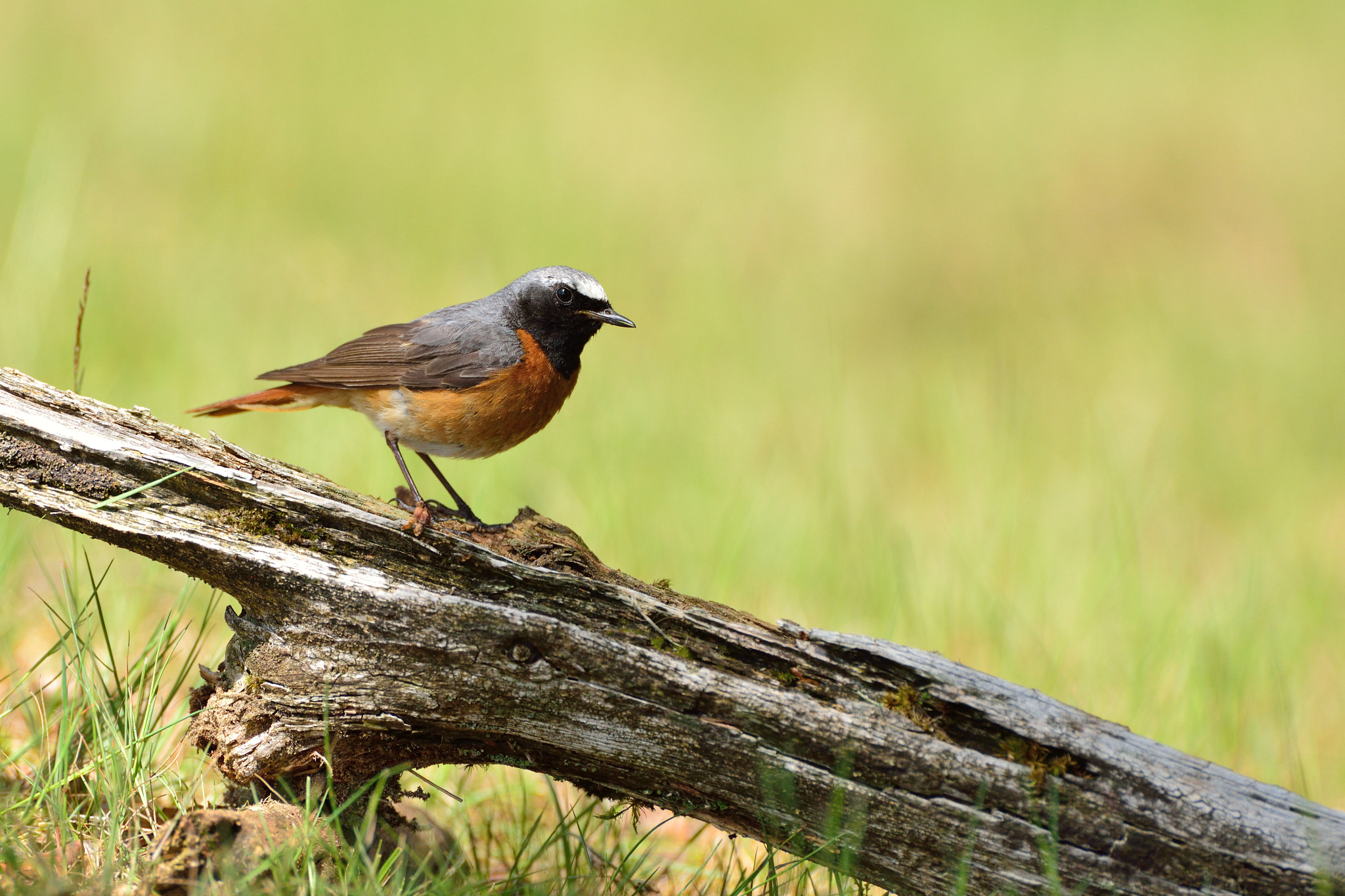 Nikon D600 + AF-S Nikkor 600mm f/4D IF-ED sample photo. Gekraagde roodstaart photography