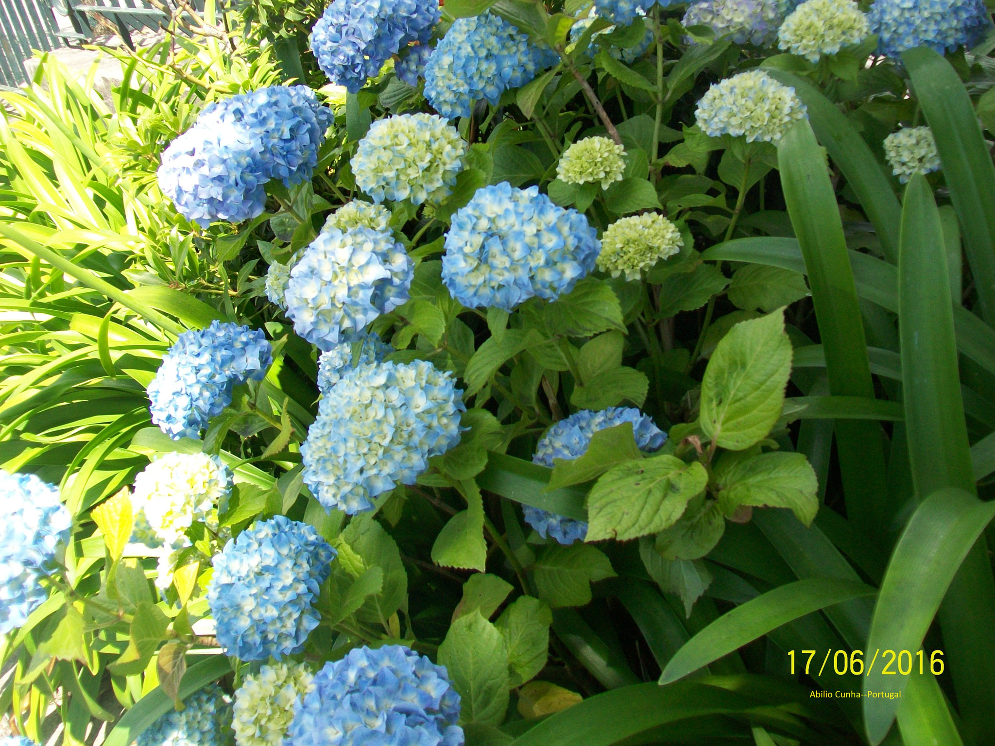 Kodak EasyShare C913 sample photo. Hortencias flor de portugal douro litoral photography