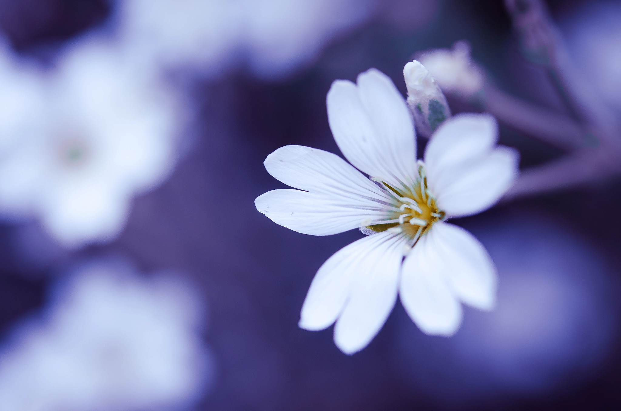 Nikon AF-S Micro-Nikkor 60mm F2.8G ED sample photo. Cerastium photography