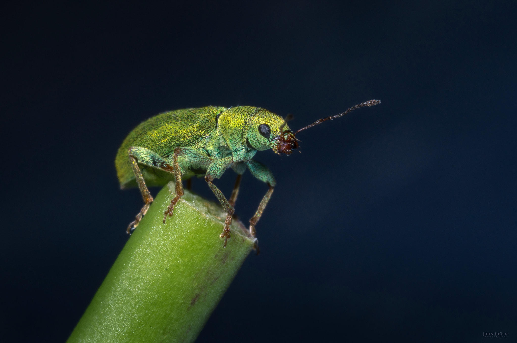 Canon MP-E 65mm F2.5 1-5x Macro Photo sample photo. Green weevil portrait photography