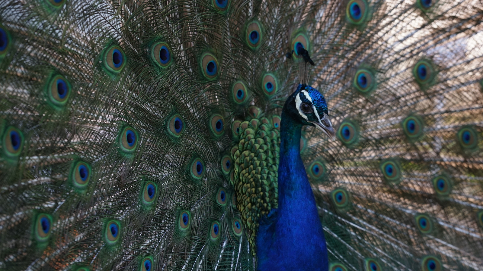 Sony a7 II sample photo. Peacock showing its feathers photography