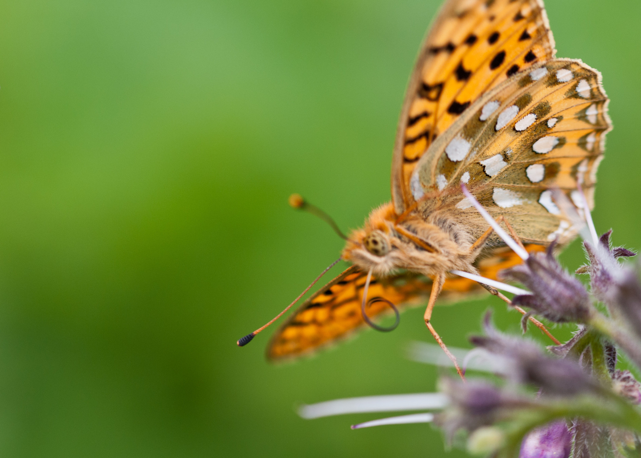 Sigma 105mm F2.8 EX DG OS HSM sample photo. Dark green fritillary photography