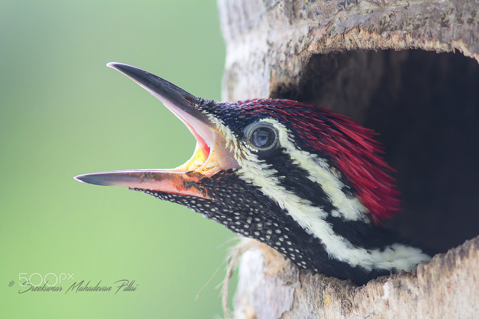 Canon EF 300mm F4L IS USM sample photo. Hungry photography