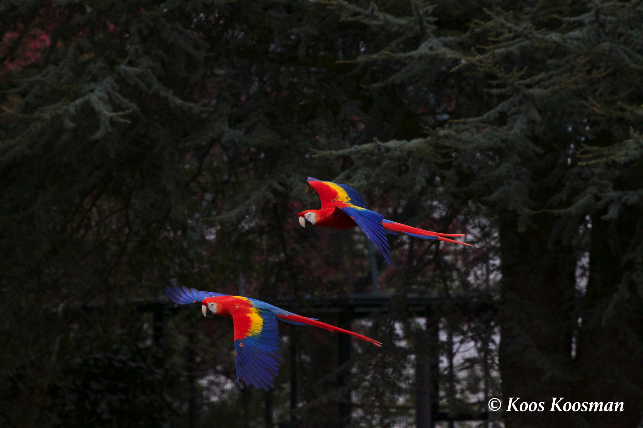 Canon EOS 500D (EOS Rebel T1i / EOS Kiss X3) + Canon EF 100-400mm F4.5-5.6L IS USM sample photo. Scarlet macaw photography