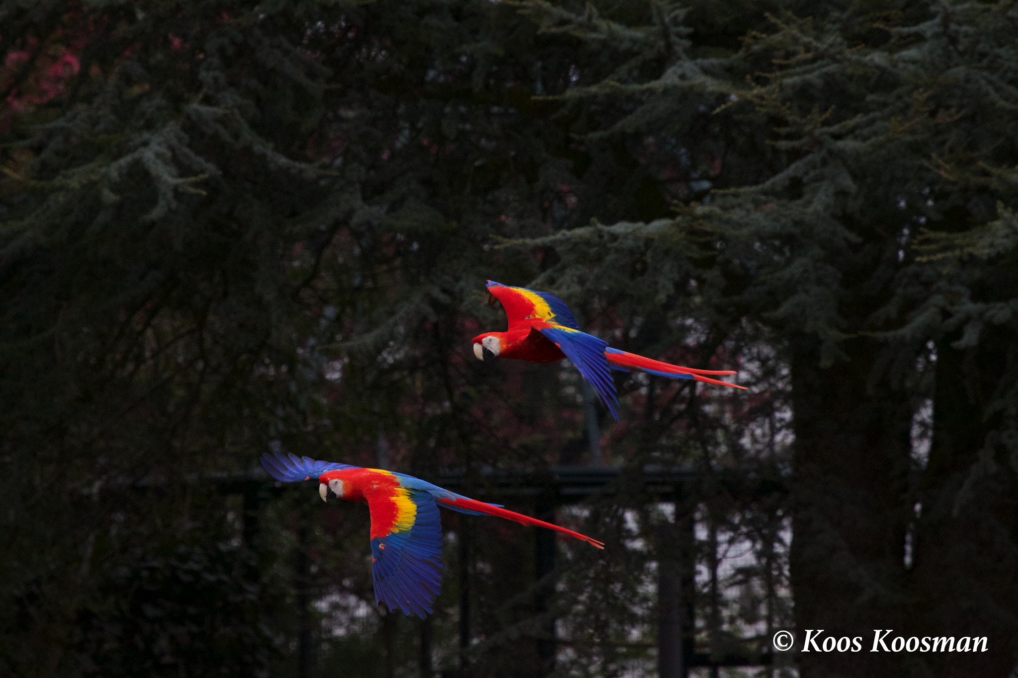 Canon EF 100-400mm F4.5-5.6L IS USM sample photo. Scarlet macaw photography