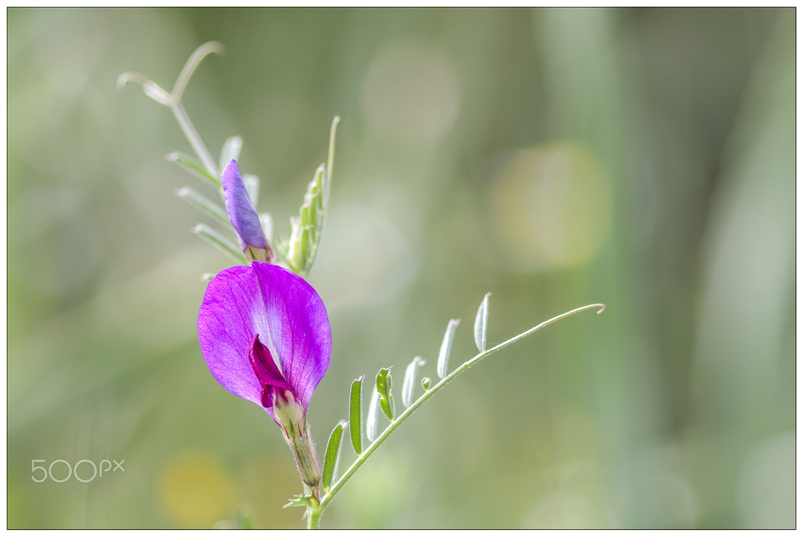 Nikon D7200 + Sigma 105mm F2.8 EX DG Macro sample photo. Lathyrus clymenum photography