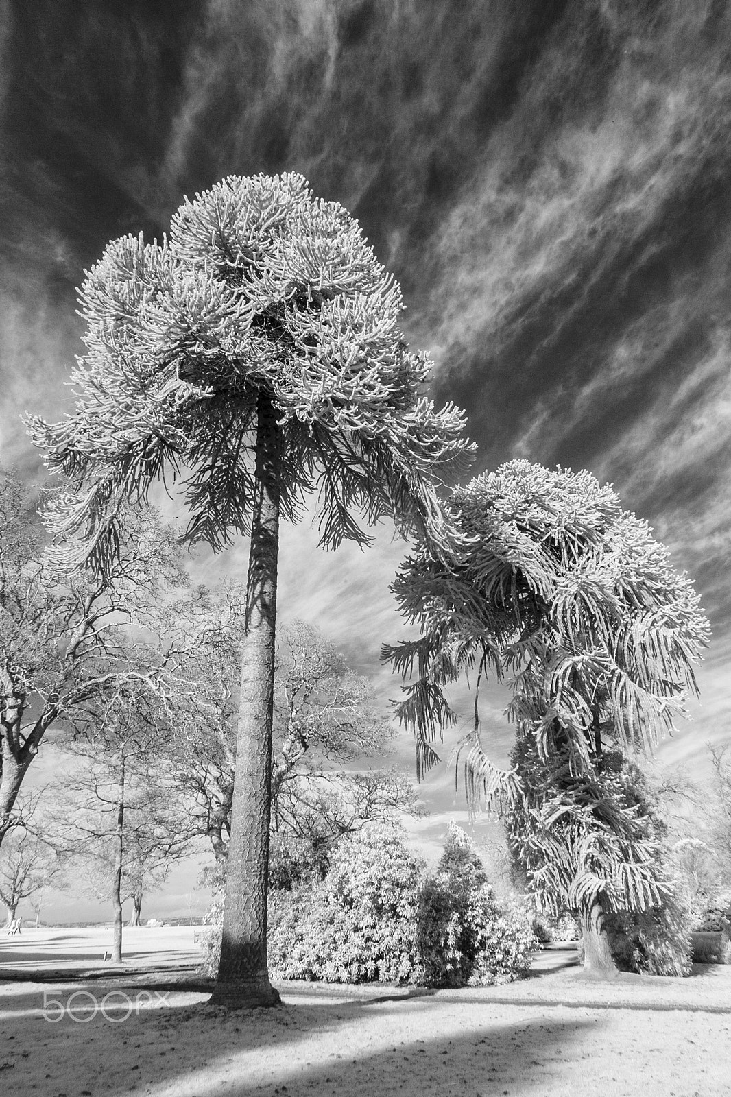 Canon EOS-1D Mark II sample photo. Tall trees photography
