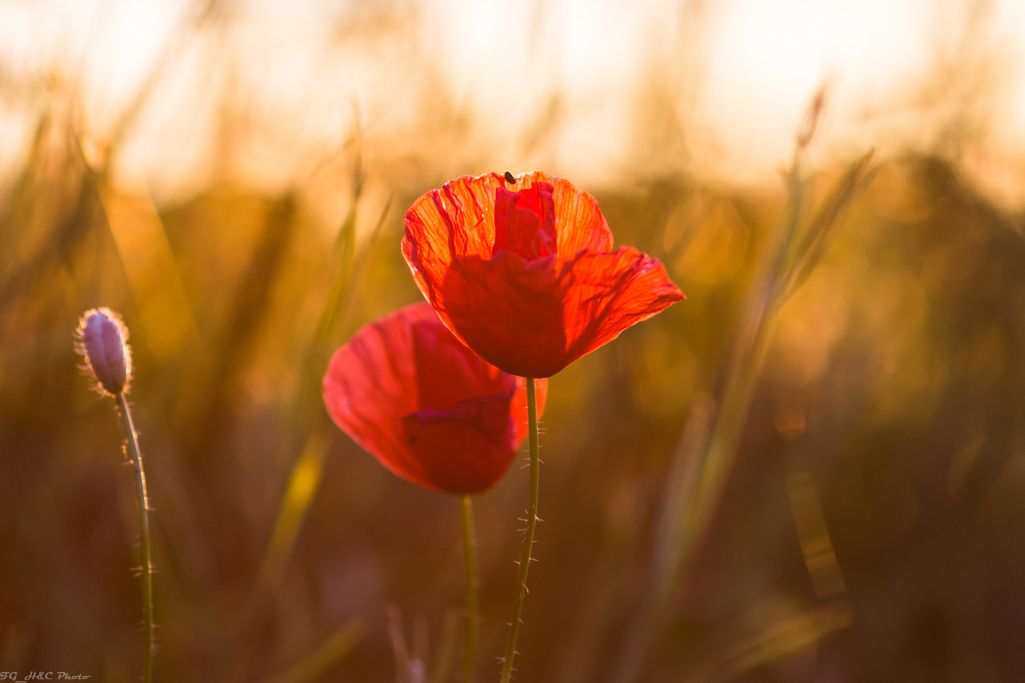 Canon EOS 70D + Canon EF 100mm F2.8 Macro USM sample photo. In red photography