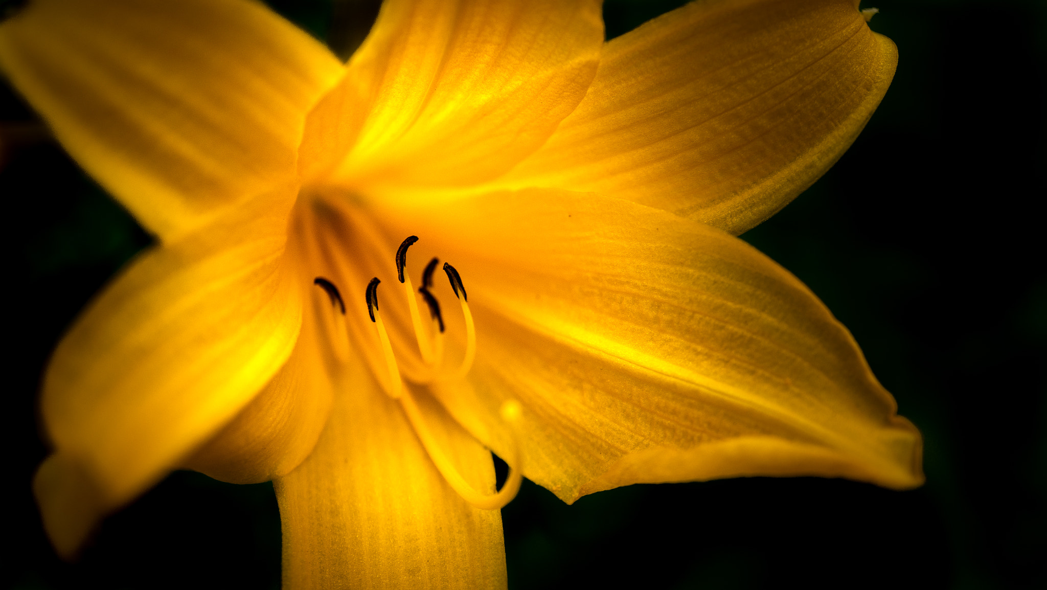 Sony a7R II + Sony E 30mm F3.5 Macro sample photo. Broad dwarf day-lily photography