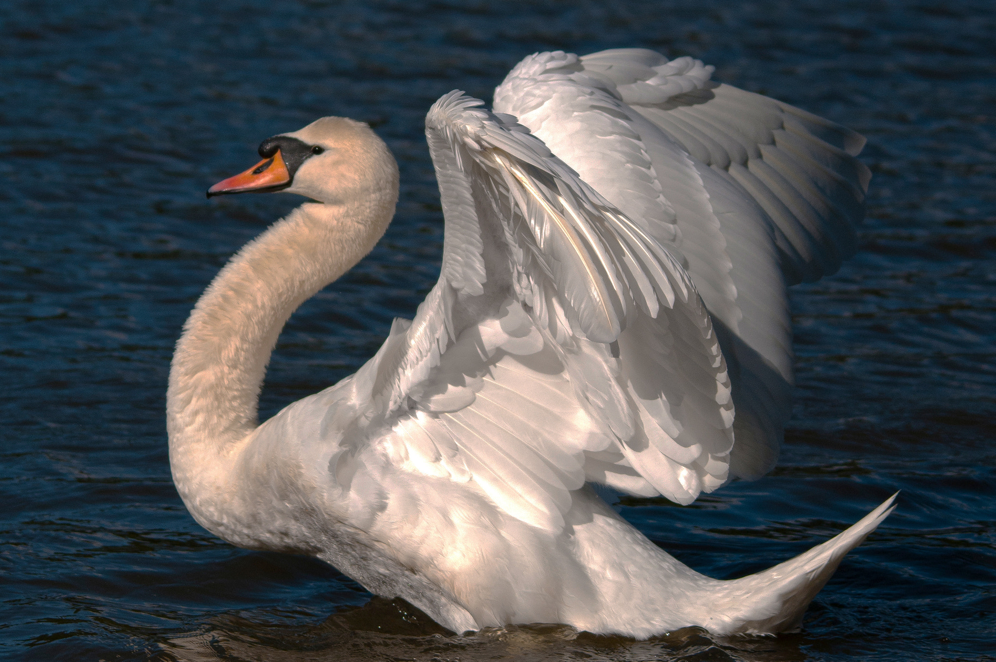 Sigma 120-400mm F4.5-5.6 DG OS HSM sample photo. Mute swan photography