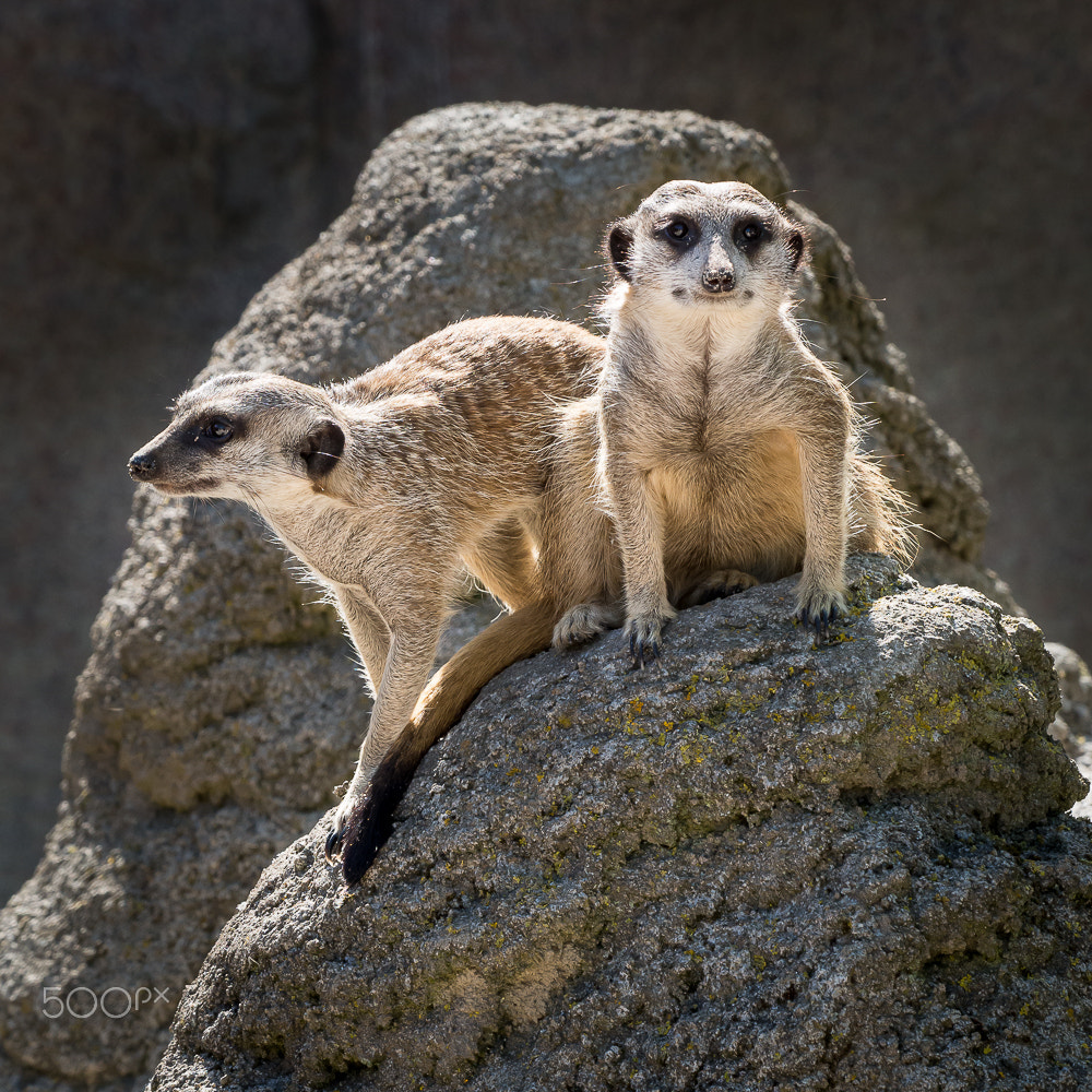 Olympus OM-D E-M10 II sample photo. Meerkats united photography