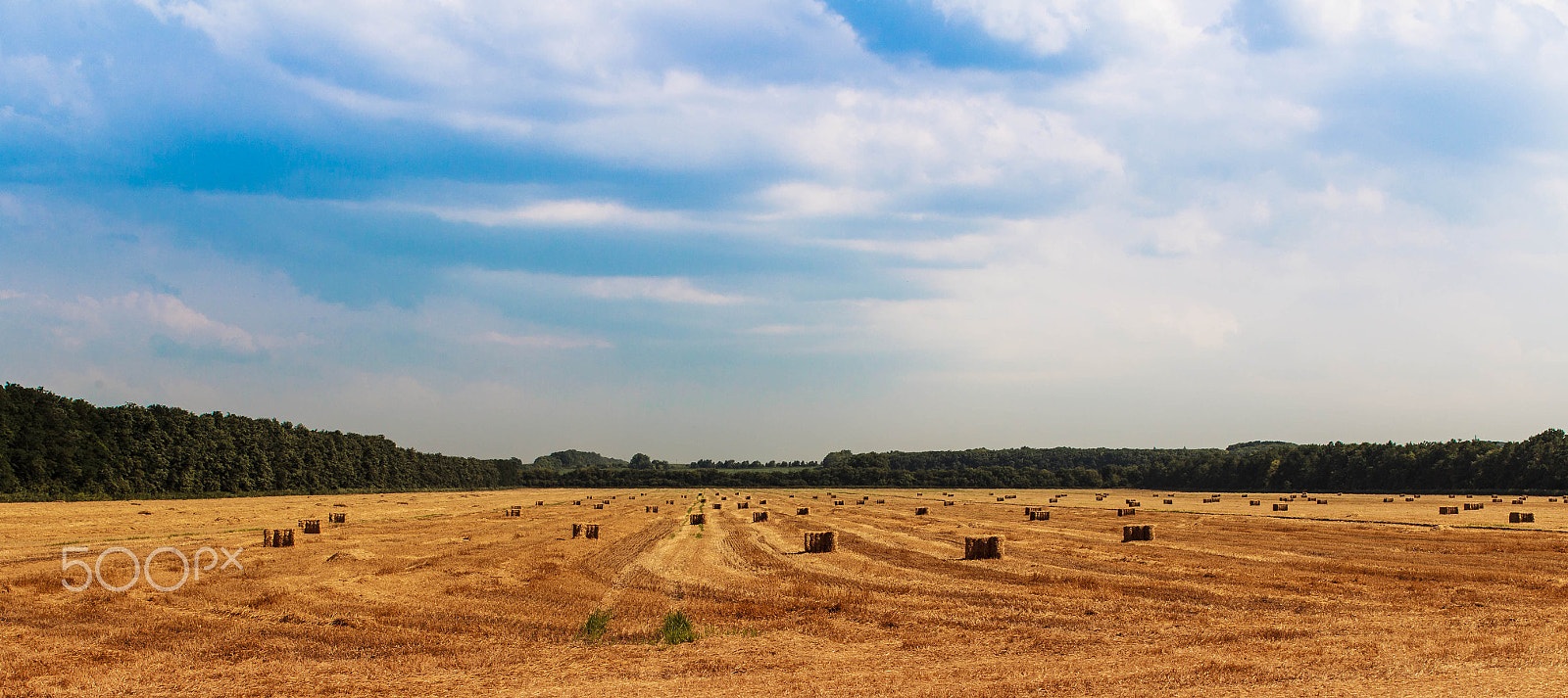 Canon EOS-1D Mark IV sample photo. Harvest  time photography