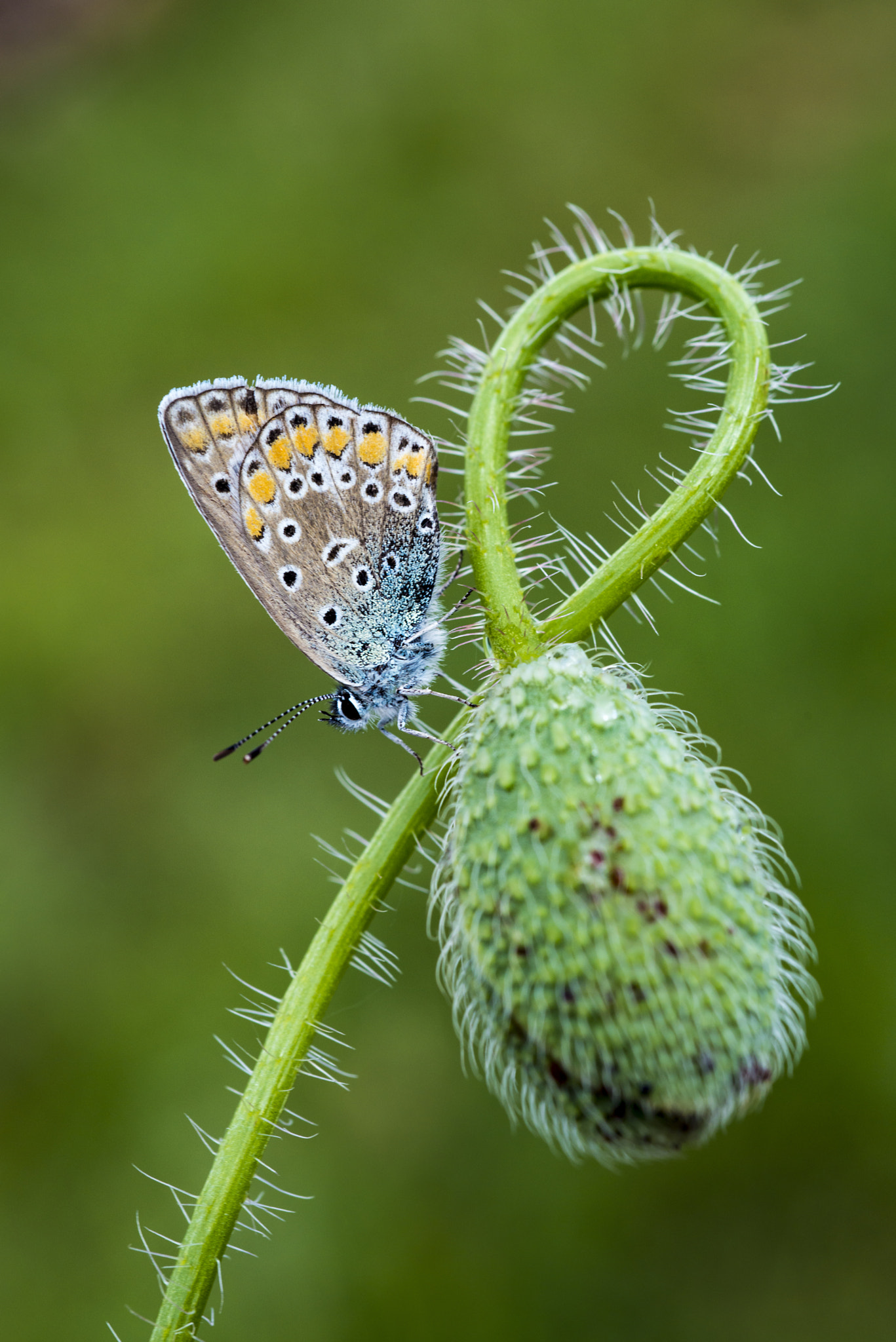 Nikon AF Micro-Nikkor 60mm F2.8D sample photo. Butterfly photography