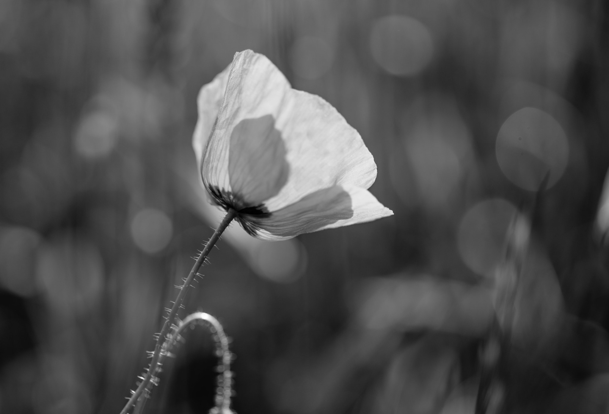 Tokina AT-X Pro 100mm F2.8 Macro sample photo. Catching the sun photography