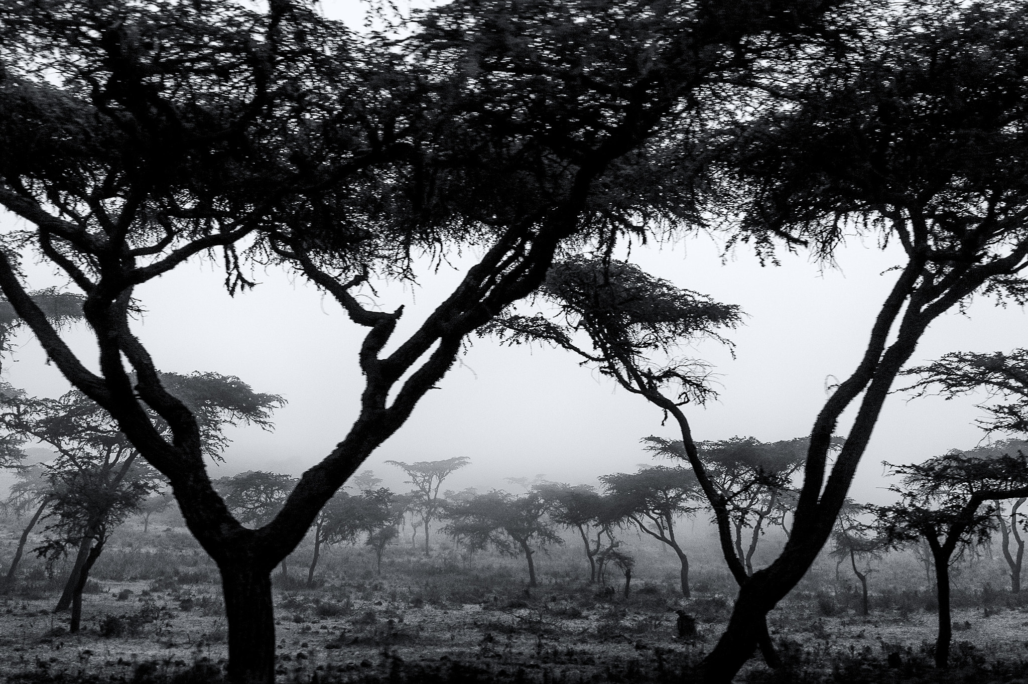 Sigma 24-70mm F2.8 EX DG HSM sample photo. Ngongoro national park and surrounding, tanzania photography