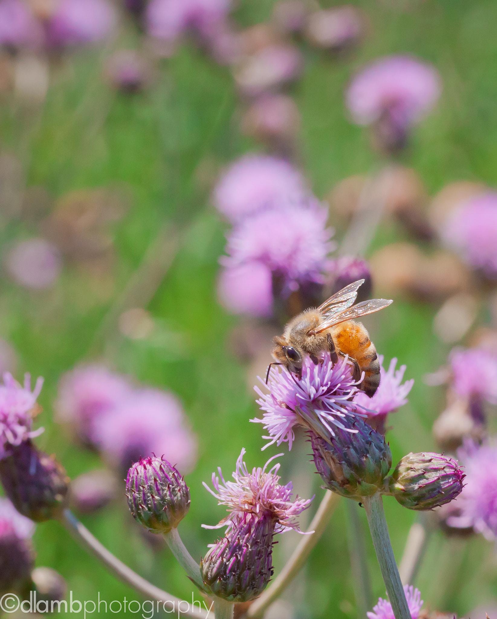 Canon EF-S 60mm F2.8 Macro USM sample photo. Nectar fields forever photography