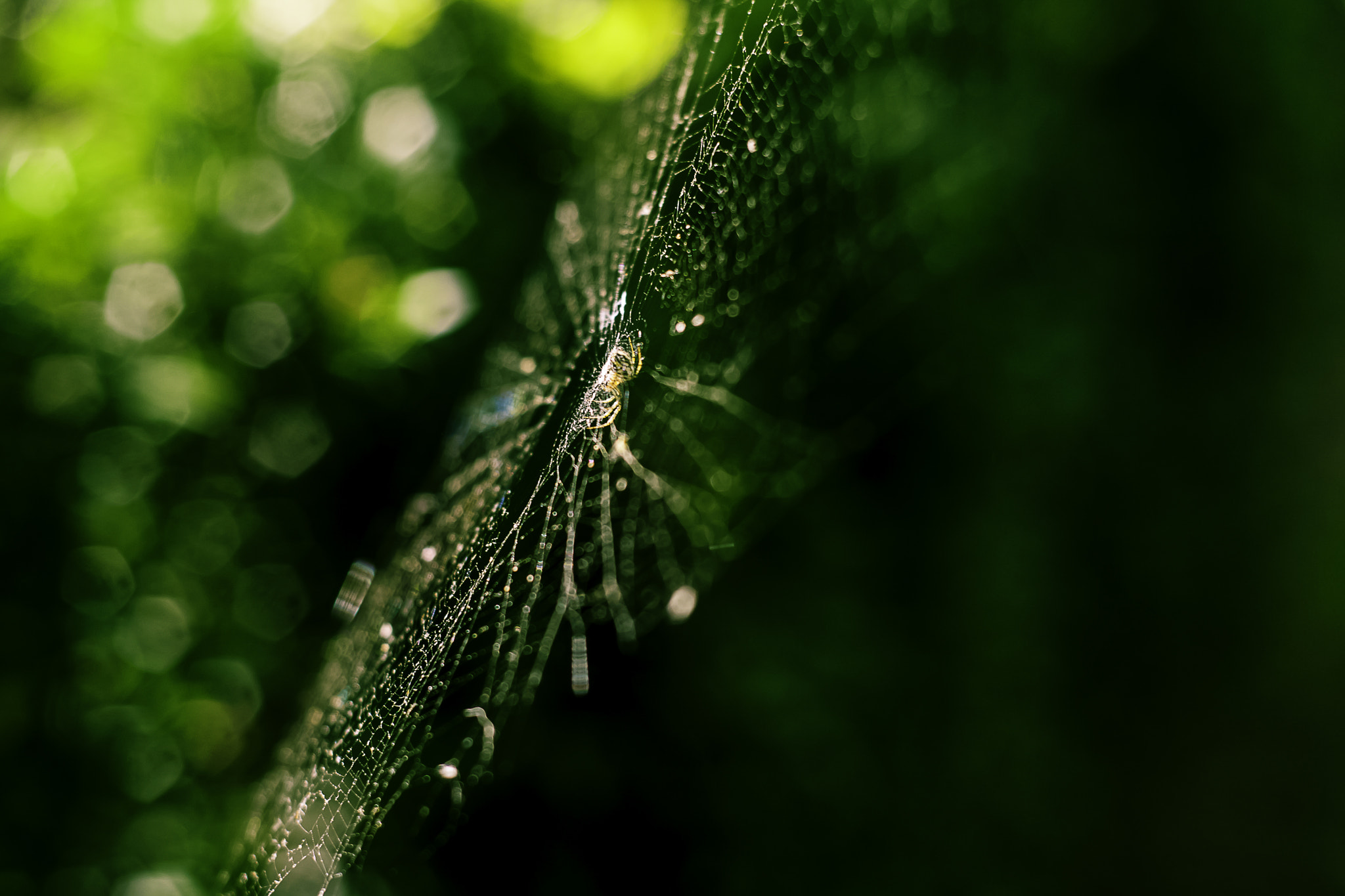 Canon EOS 1000D (EOS Digital Rebel XS / EOS Kiss F) + Canon EF 50mm f/1.8 sample photo. Spider web photography