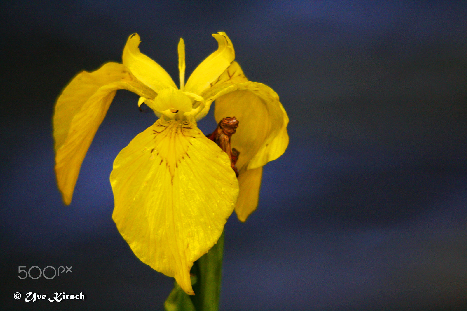 Sigma 150-500mm F5-6.3 DG OS HSM sample photo. Yellow water iris photography