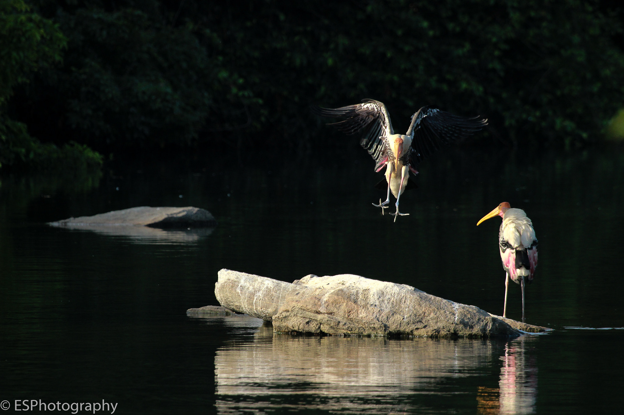 Canon EF 100-400mm F4.5-5.6L IS USM sample photo. Landing photography