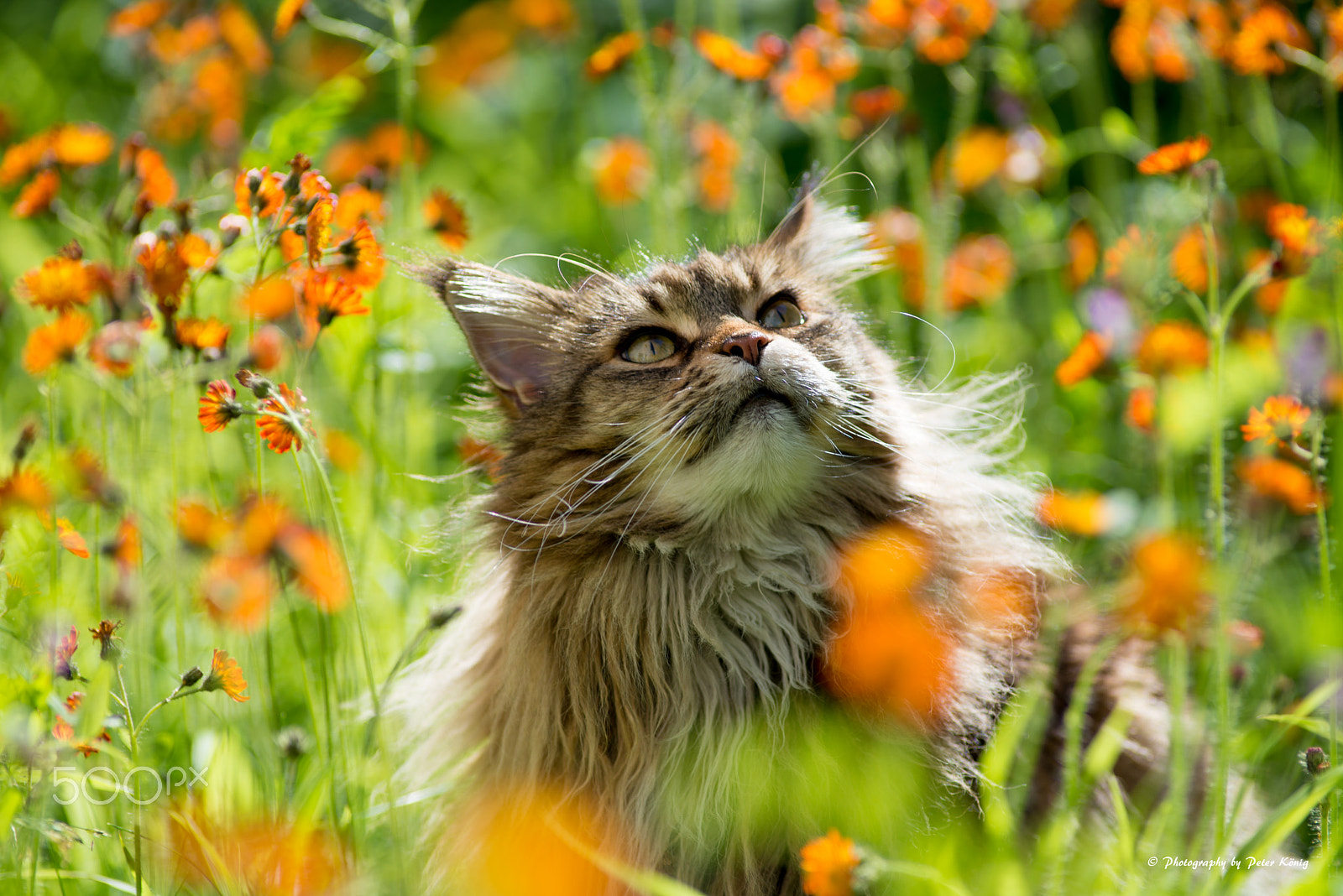 Nikon D600 sample photo. Maine coon in the flower meadow photography
